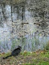 The cat is on the edge of the pond and looks at two ducks Royalty Free Stock Photo