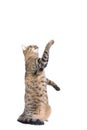 Stripy cat play isolated Royalty Free Stock Photo