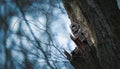 A Strix aluco owl peeks out of its cavity in a tree, lurking for food Royalty Free Stock Photo