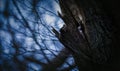 A Strix aluco owl peeks out of its cavity in a tree, lurking for food and mysterious eyes stalk prey in the forest Royalty Free Stock Photo