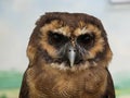 Strix leptogrammica - Brown Wood Owl, portrait view