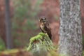 Strix leptogrammica. Owl in nature. Beautiful bird picture.