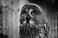 Strix Nebbulosa Lapponica Great grey Owl Royalty Free Stock Photo