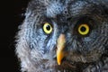 Strix nebulosa, Graet Grey Owl, Bartkauz