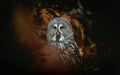 Strix nebulosa great grey owl in autumn colors, great grey owl in red leaves, attractive owl portrait Royalty Free Stock Photo