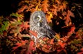 Strix nebulosa great grey owl in autumn colors, great grey owl in red leaves, attractive owl portrait Royalty Free Stock Photo