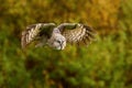 Strix nebulosa, Great grey owl Royalty Free Stock Photo