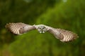 Strix nebulosa, Great grey owl Royalty Free Stock Photo