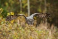 Strix nebulosa, Great grey owl Royalty Free Stock Photo