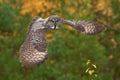 Strix nebulosa, Great grey owl