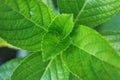 Strobilanthes crispa or commonly called pecah beling or kejibeling in Indonesia