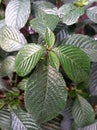 Strobilanthes crispus aka kecibeling