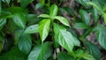 Strobilanthes crispus (keji beling, picah beling, Kecibeling, Hemigraphis crispa, Ruellia crispa)