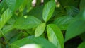 Strobilanthes crispus (keji beling, picah beling, Kecibeling, Hemigraphis crispa, Ruellia crispa)