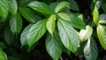 Strobilanthes crispus (keji beling, picah beling, Kecibeling, Hemigraphis crispa, Ruellia crispa)