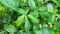 Strobilanthes crispus (keji beling, Ruellia crispa, Sericocalyx crispus).