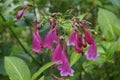 Strobilanthes cusia, also known as Assam indigo or Chinese rain bell Royalty Free Stock Photo