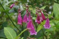 Strobilanthes cusia, also known as Assam indigo or Chinese rain bell Royalty Free Stock Photo