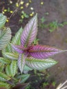 The Strobilanthes dyeriana Royalty Free Stock Photo