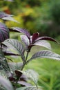 Strobilanthes dyeriana also called Persian shield, royal purple plant with a natural background. cultivated for its dark green f Royalty Free Stock Photo