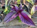 Strobilanthes dyeriana Royalty Free Stock Photo