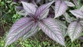 Strobilanthes dyeriana leaves in the garden Royalty Free Stock Photo