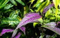 Strobilanthes dyeriana, the Persian shield or royal purple plant close up Royalty Free Stock Photo