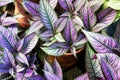 Strobilanthes dyeriana, the Persian shield or royal purple plant on a pot