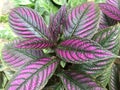 Strobilanthes dyeriana Persian shield is a tropical plant grown Royalty Free Stock Photo