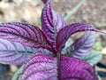 Strobilanthes dyeriana plants Royalty Free Stock Photo