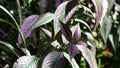 Strobilanthes dyeriana (samber lilin, Persian shield, royal purple plant) with a natural background.