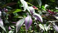 Strobilanthes dyeriana (samber lilin, Persian shield, royal purple plant) with a natural background.