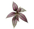 Strobilanthes Dyerianus ( Persian Shield ) Royalty Free Stock Photo