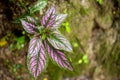 Strobilanthes the flowering plant with green-purple leaves