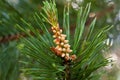 Strobile on the branches of pine Royalty Free Stock Photo