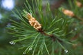Strobile on the pine branch Royalty Free Stock Photo