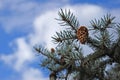 Strobile on the pine stick. Royalty Free Stock Photo