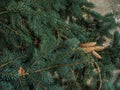 Strobiles growing on spruce branches Royalty Free Stock Photo