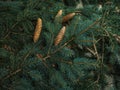 Strobiles growing on spruce branches Royalty Free Stock Photo