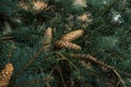 Strobiles growing on spruce branches Royalty Free Stock Photo