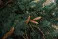 Strobiles growing on spruce branches Royalty Free Stock Photo