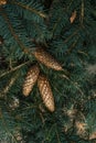 Strobiles growing on spruce branches Royalty Free Stock Photo