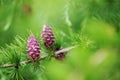 Strobiles of the larch tree