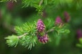 Strobiles of the larch tree