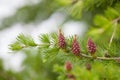 Strobiles of the larch tree