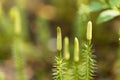 Strobili of an interrupted club moss Royalty Free Stock Photo