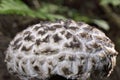 Strobilomyces strobilaceus palaria covered with large, blackish, woolly, pyramidal scales on a whitish-gray background