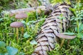 Strobilurus esculentus - edible fungus of early spring