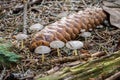 Strobilurus esculentus - edible mushroom