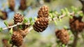 Strobilus Cone at Lake Ohau on the South Island of New Zealand.